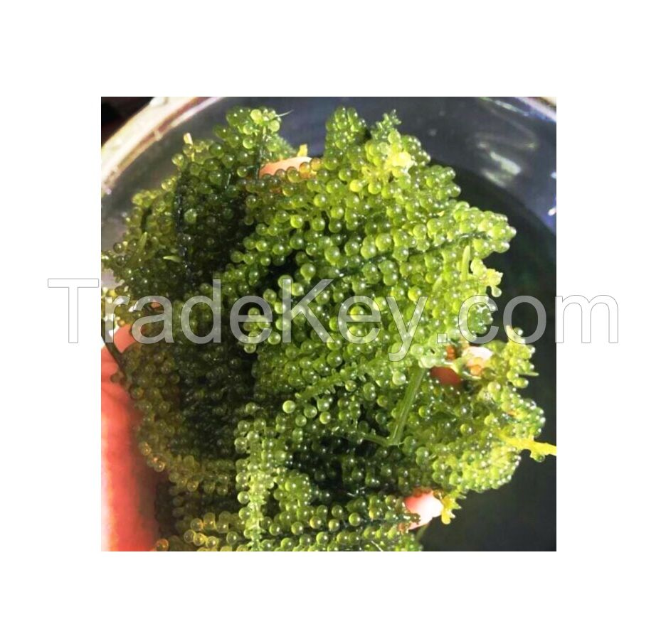 Umibudo sea grapes vietnam good price canivar sea grapes