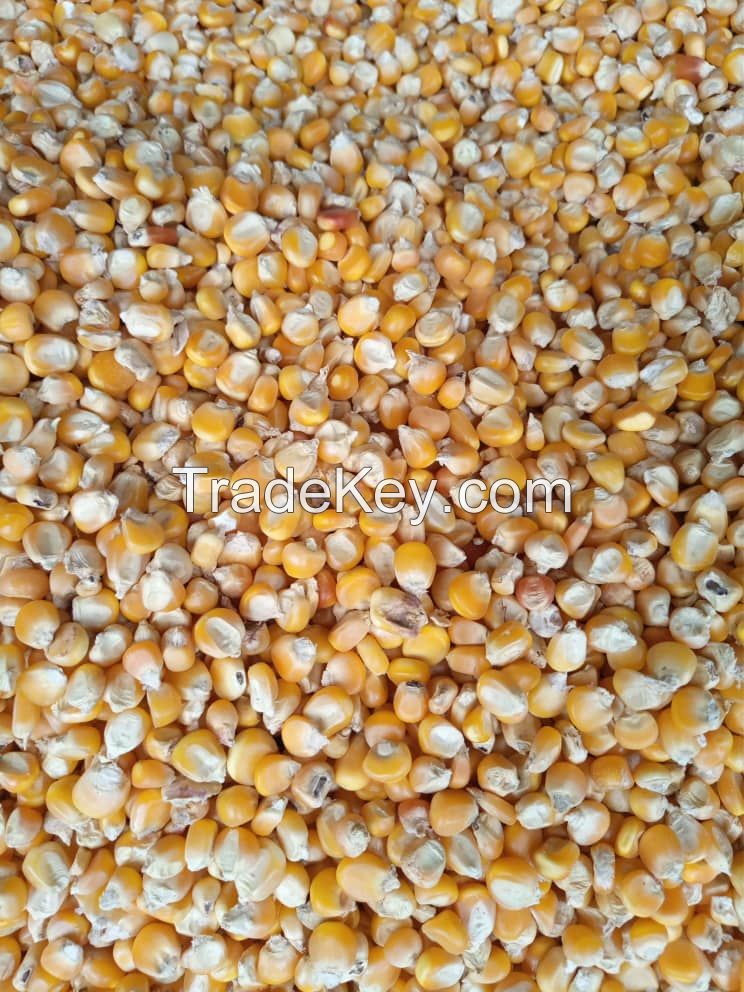 Yellow Corn