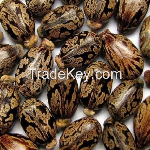 Castor Seeds