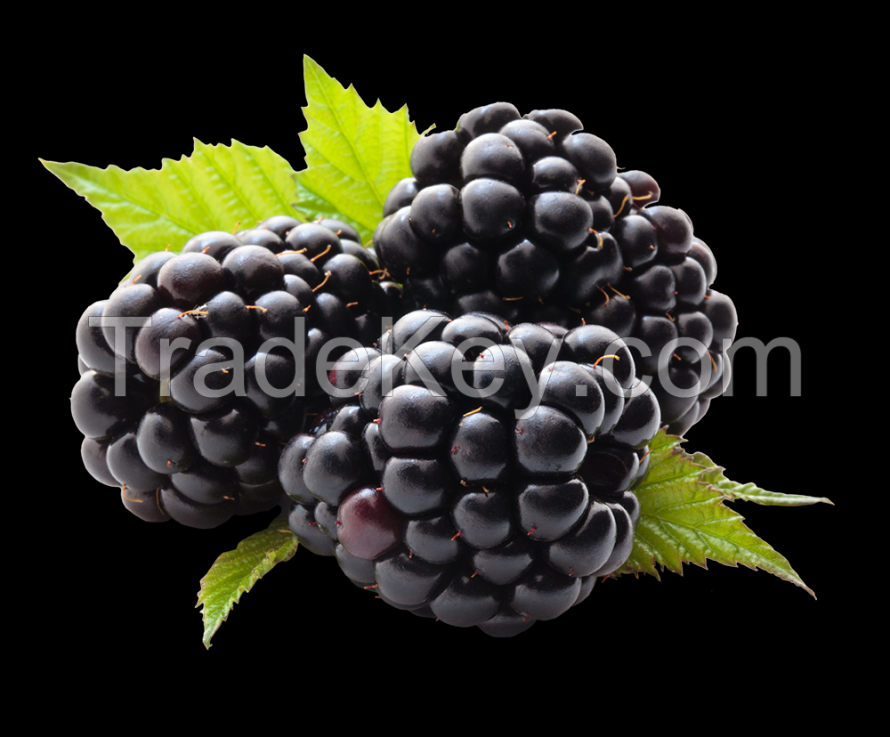 frozen blackberry fruit