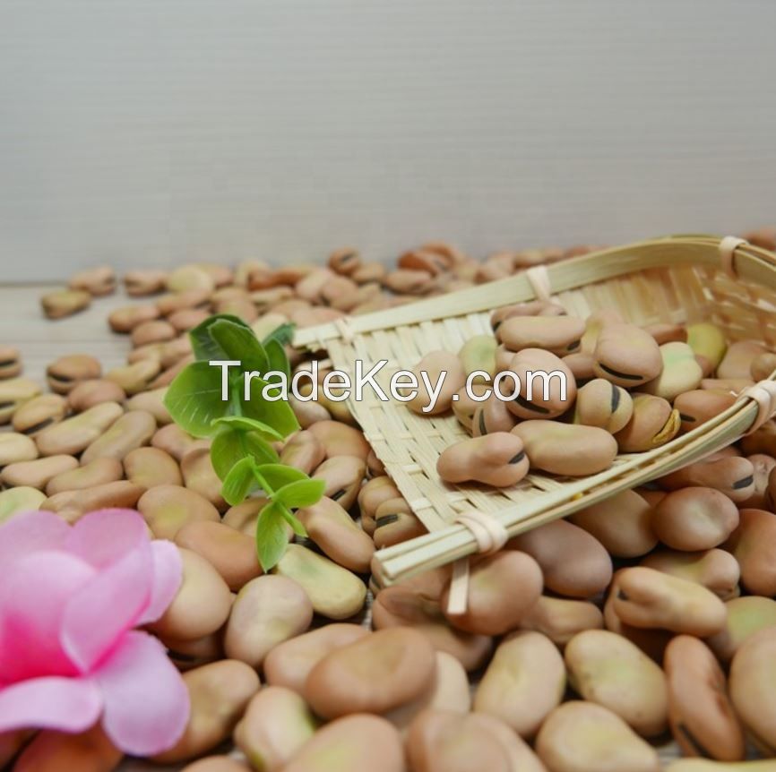 High Quality Broad Bean Fava Bean | Ethiopia Fava beans 