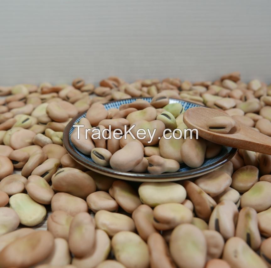 High Quality Broad Bean Fava Bean | Ethiopia Fava beans 