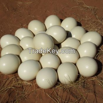 Fertilized Ostrich Eggs