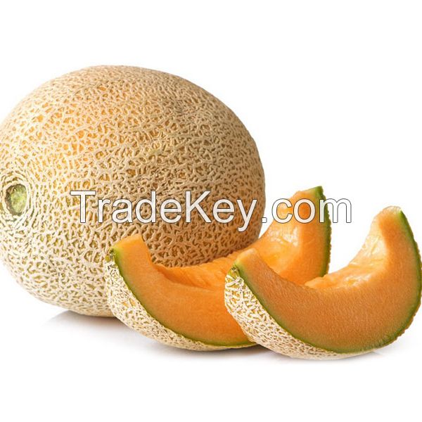 Fresh Muskmelon