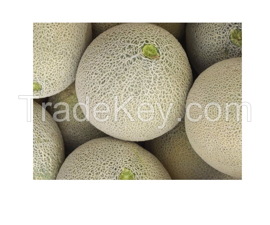 Fresh Muskmelon