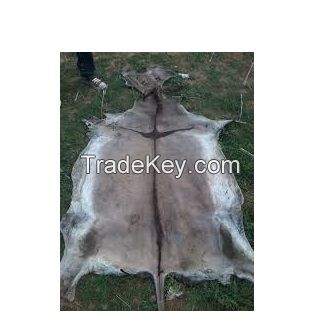 Top quality Donkey Hides for Sale At Competitive Price,, 