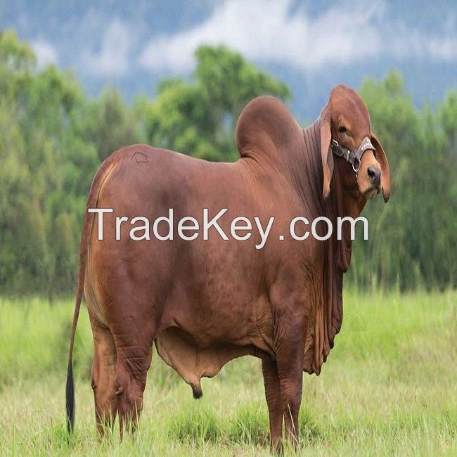 Brahman bulls cow