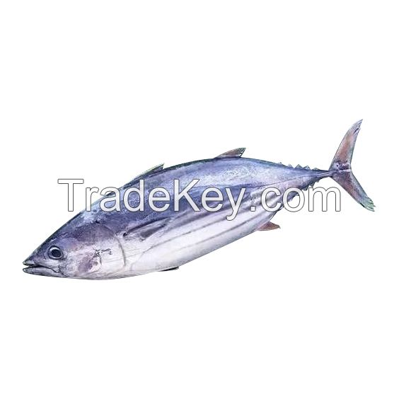 Quality Whole Round Frozen Skipjack Tuna For canned Tuna Fish