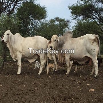 Brahman bulls cow