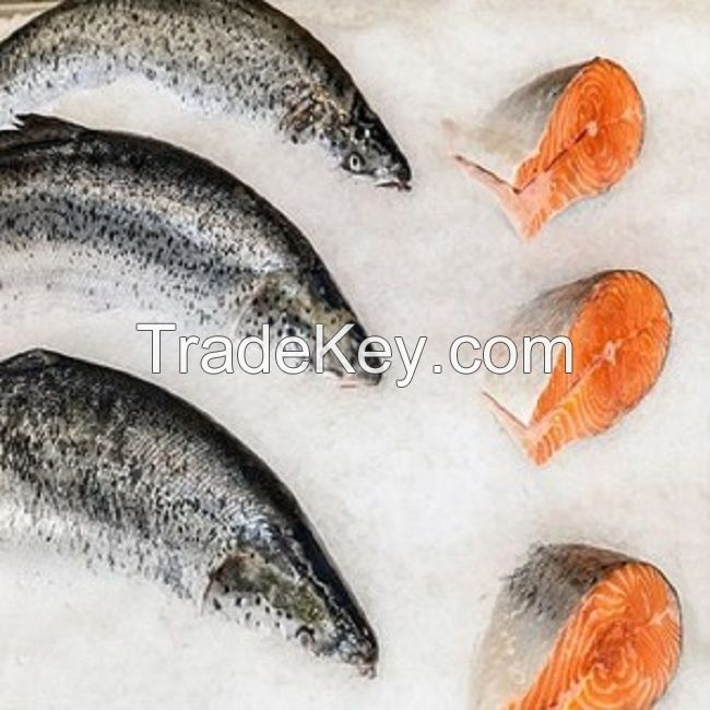 Good quality south Africa  seafood wholesale frozen Atlantic  Salmon