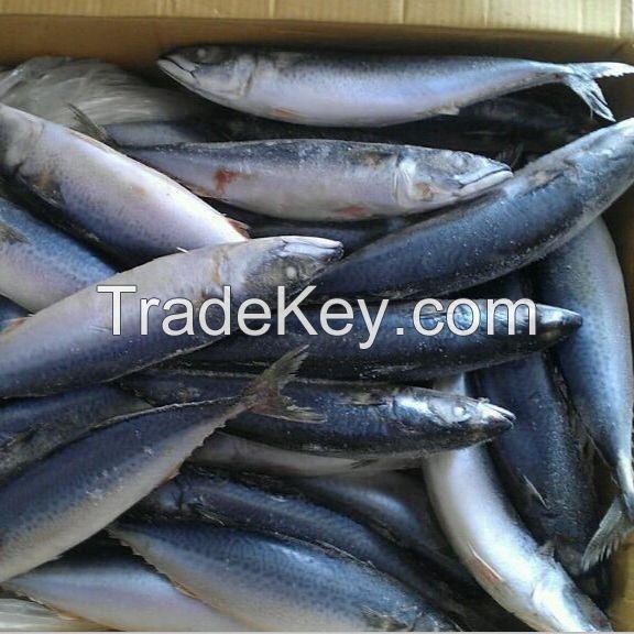 Quality Whole Round Frozen Skipjack Tuna For canned Tuna Fish