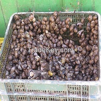 25 Weight (kg) and Food Product Type LIVE GIANT African Snails for Sale