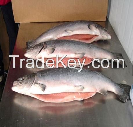 Good quality south Africa  seafood wholesale frozen Atlantic  Salmon