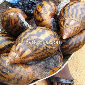 25 Weight (kg) and Food Product Type LIVE GIANT African Snails for Sale