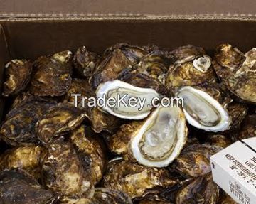 Fresh Water Pearl Oyster