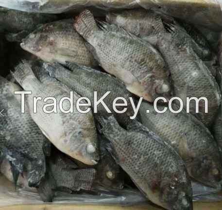 best quality frozen tilapia fish