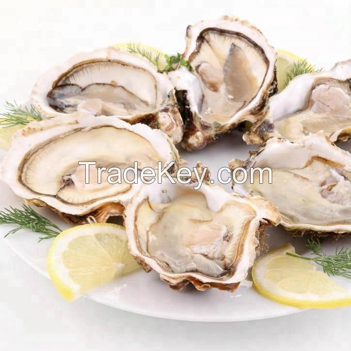Seafood Fresh and LIve Oysters Quality Guaranteed