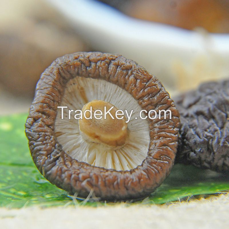 Bulk Dried Whole Magic Mushroom By NOLUKHOLO LEADING TRADING (PTY) LTD