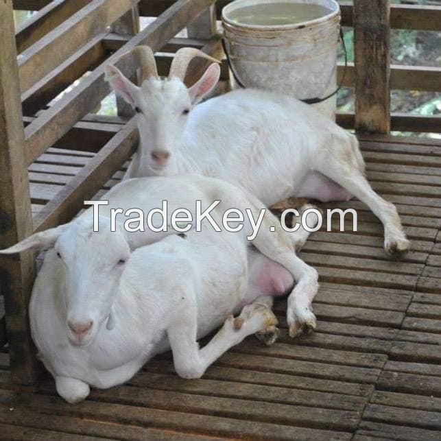 Milking Saanen Goats for sale