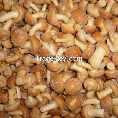 south African farm Best Selling supplier of  fresh golden mushroom 