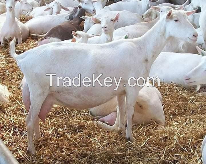 Milking Saanen Goats for sale