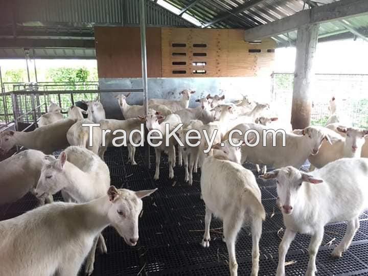 Milking Saanen Goats for sale