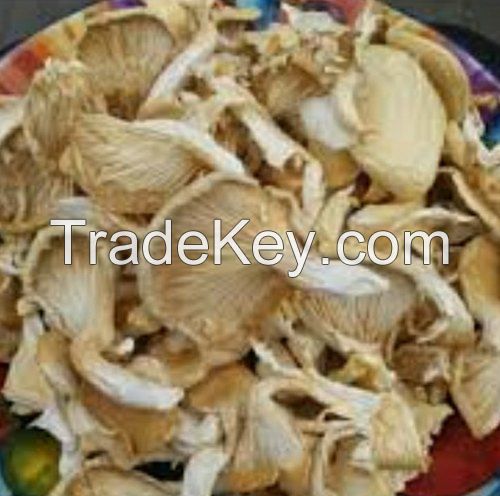 oyster mushroom spawn price