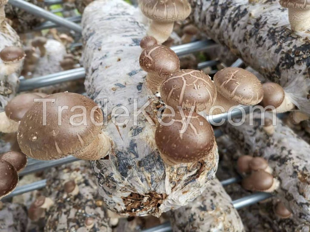 Shitake Shiitake AD Organic Dried Mushroom 