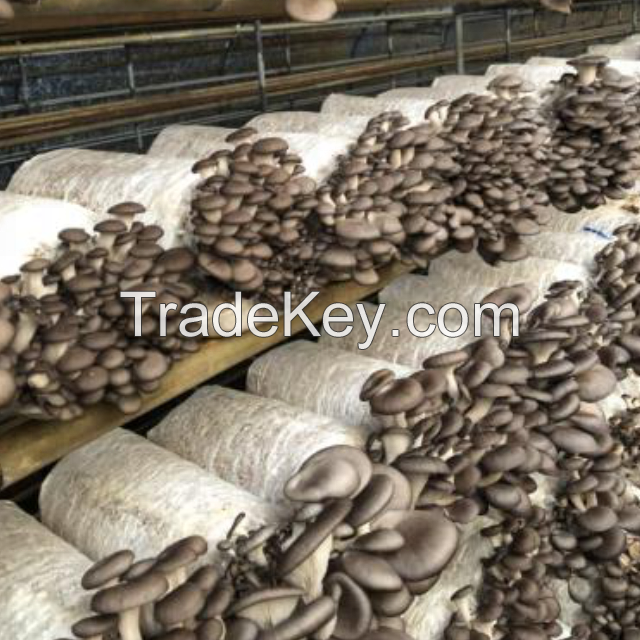 oyster mushroom spawn price 