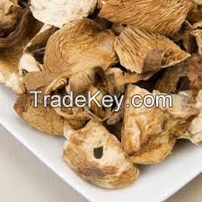 oyster mushroom spawn price 