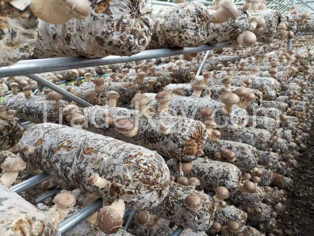 Shitake Shiitake AD Organic Dried Mushroom 