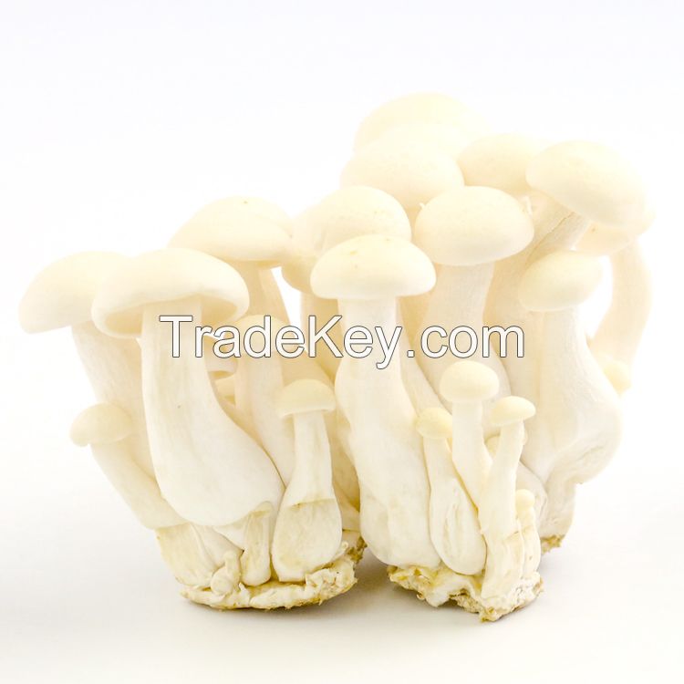 south African farm Best Selling supplier of  fresh golden mushroom