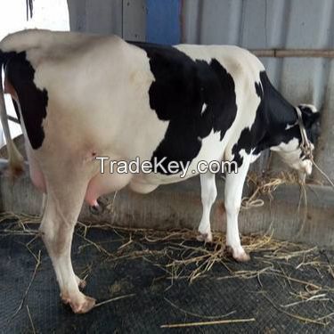 Dairy Cows and Pregnant Holstein Heifers Cow/Boer Goats, Live Sheep, Cattle