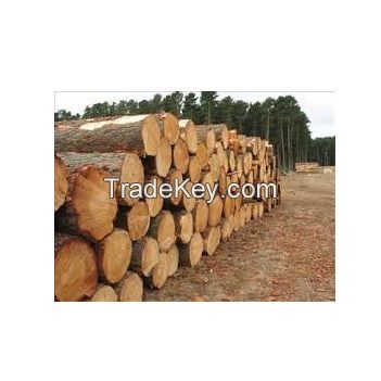 Timber Logs