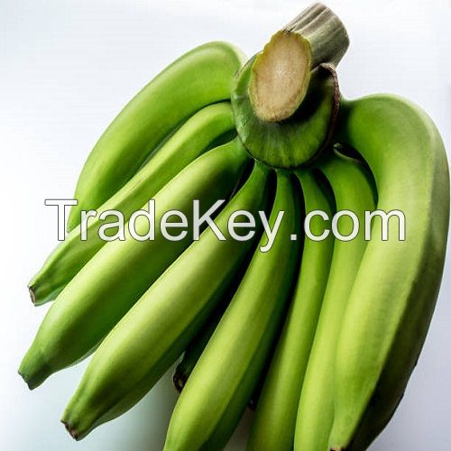 Plantain