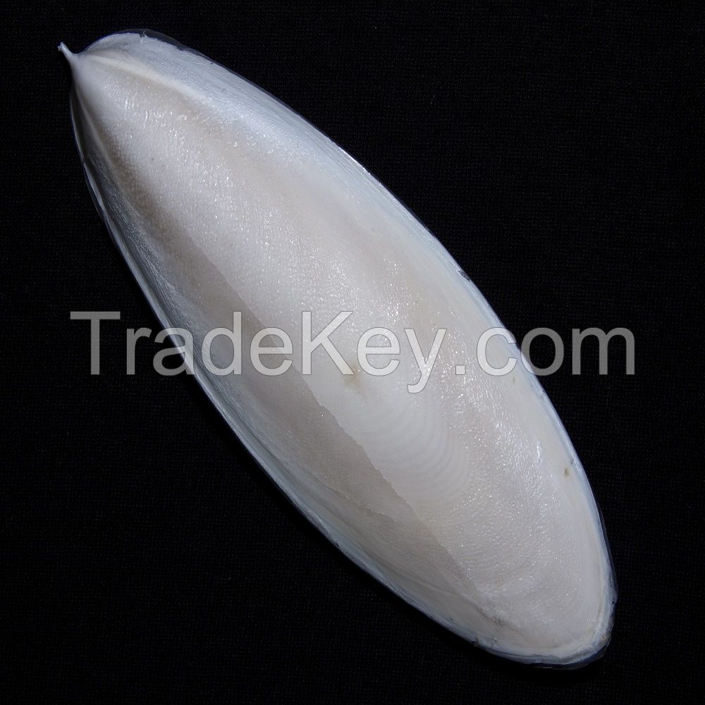 Cuttlefish Bone