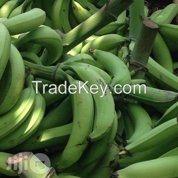 Plantain