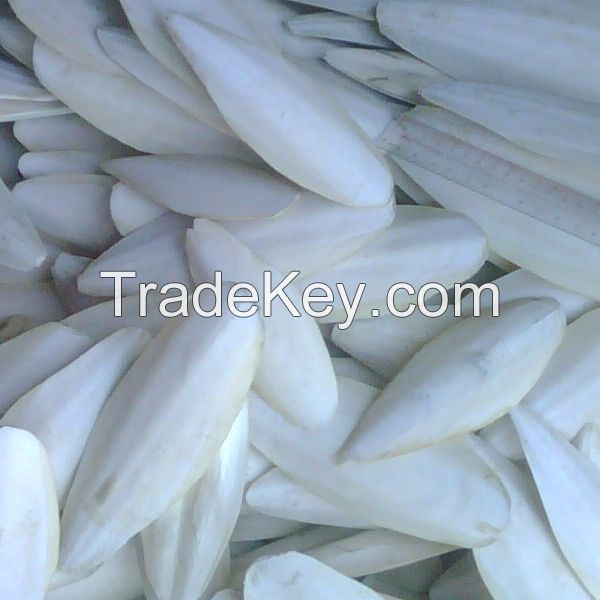 Cuttlefish Bone