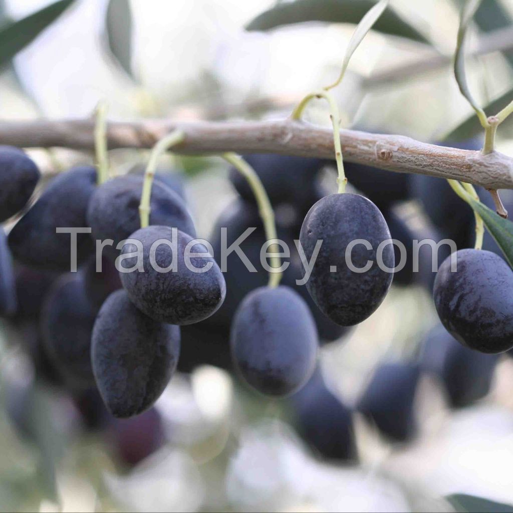 Picholine Olives