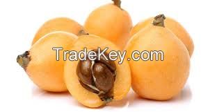 Loquat 