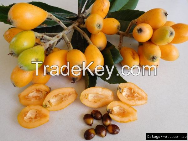 Loquat 