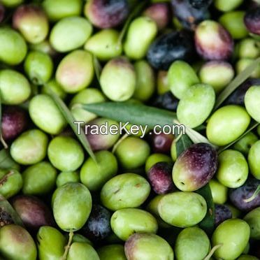 Picholine Olives