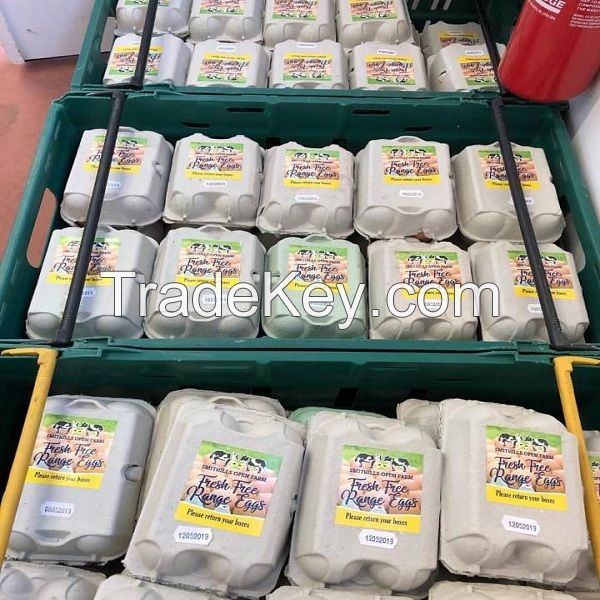 Chicken Egg/Fresh Chicken Table Eggs supplier from Ukraine and South Africa