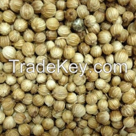 Export quality coriander seed 