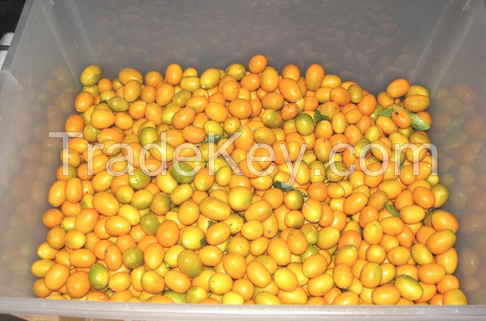 FRESH KUMQUATS