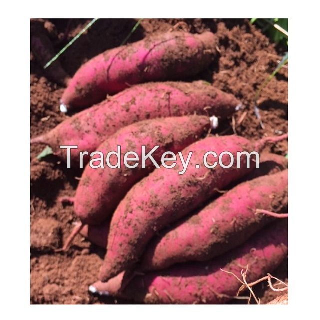 High Quality Fresh Sweet Potatoes from South Africa