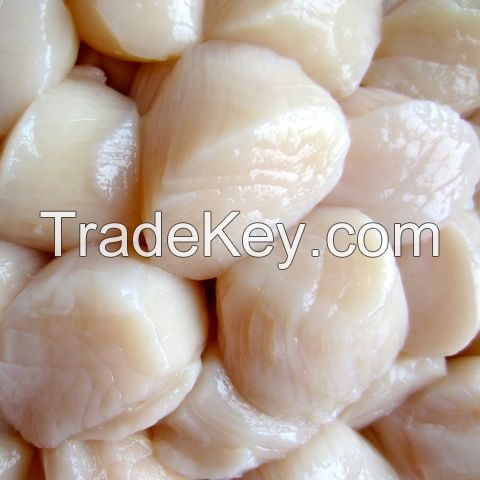 High Grade Scallop (Dried / Fresh / Frozen) now available round the year