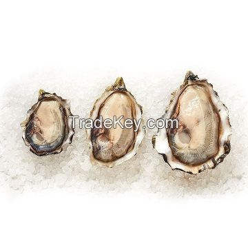 6-8mm wholesale wish oyster nearly round pearl oysters with wish pearls inside