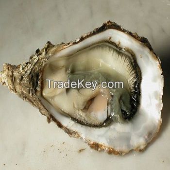 6-8mm wholesale wish oyster nearly round pearl oysters with wish pearls inside