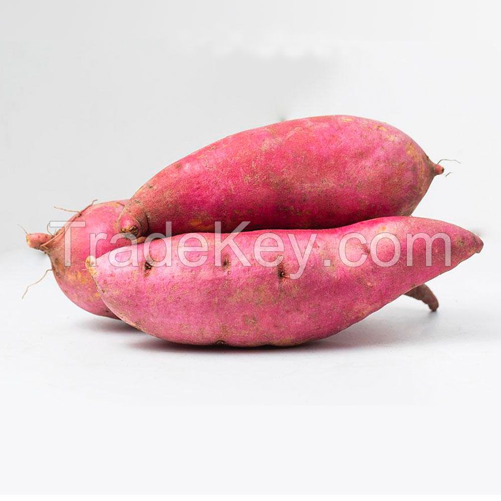 High Quality Fresh Sweet Potatoes from South Africa